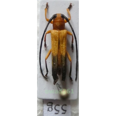 Nupserha ustulata (Erichson, 1834) Philippines55g